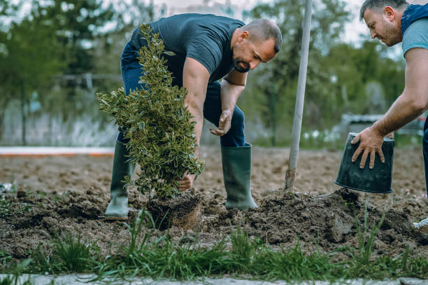 Best Utility Line Clearance  in Pasadena, CA